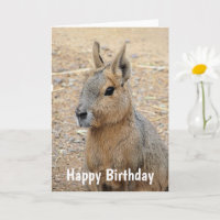 PATAGONIAN MARA WILD TIERE