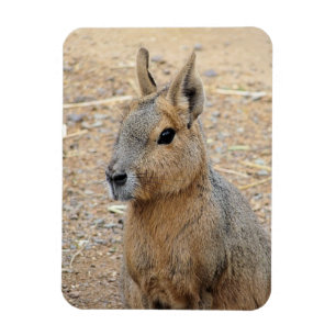 PATAGONIAN MARA WILD TIERE MAGNET