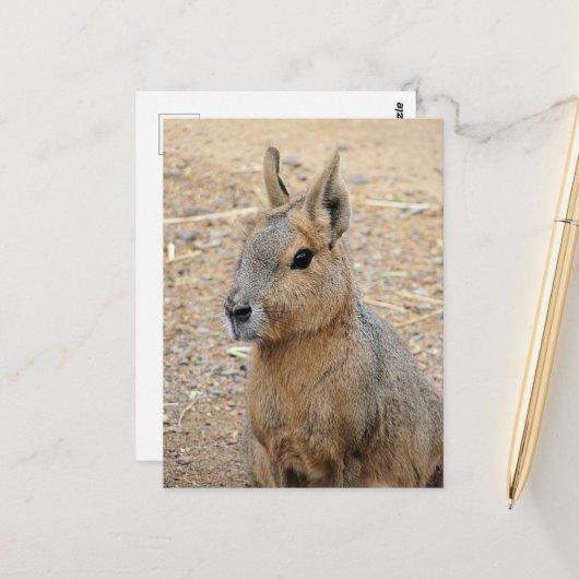 PATAGONIAN MARA WILD TIERE POSTKARTE (Vorderseite/Rückseite Beispiel)