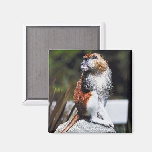 Patas-Affe Magnet (Vorderseite/Rückseite)