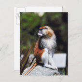 Patas-Affe Postkarte (Vorne/Hinten)