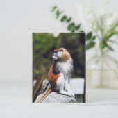 Patas-Affe Postkarte (Stehend Vorderseite)