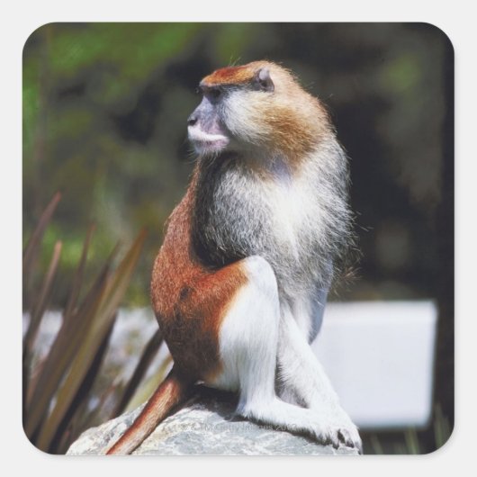 Patas-Affe Quadratischer Aufkleber (Vorderseite)