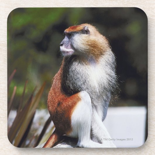 Patas Affe Untersetzer (Vorderseite)