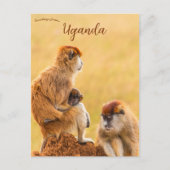 Patas Affen in Uganda Postkarte (Vorderseite)
