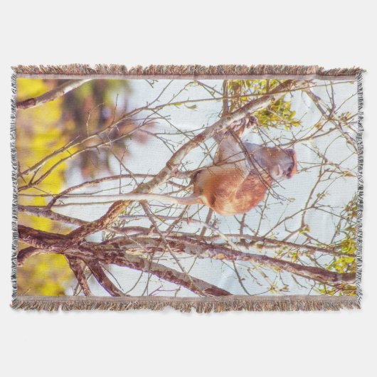 Patas ist Up a Tree Decke (Vorderseite)