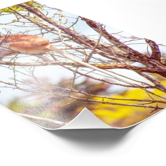 Patas ist Up a Tree Fotodruck (Ecke)