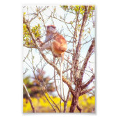 Patas ist Up a Tree Fotodruck (Vorne)