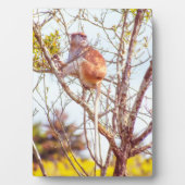 Patas ist Up a Tree Fotoplatte (Vorderseite)