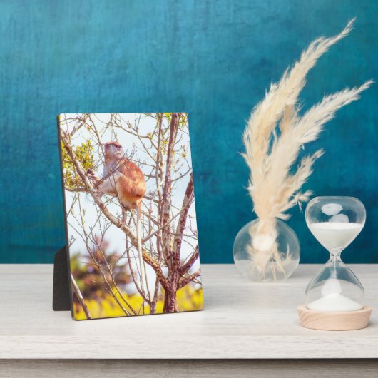 Patas ist Up a Tree Fotoplatte (Seite)