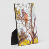 Patas ist Up a Tree Fotoplatte (Seite)