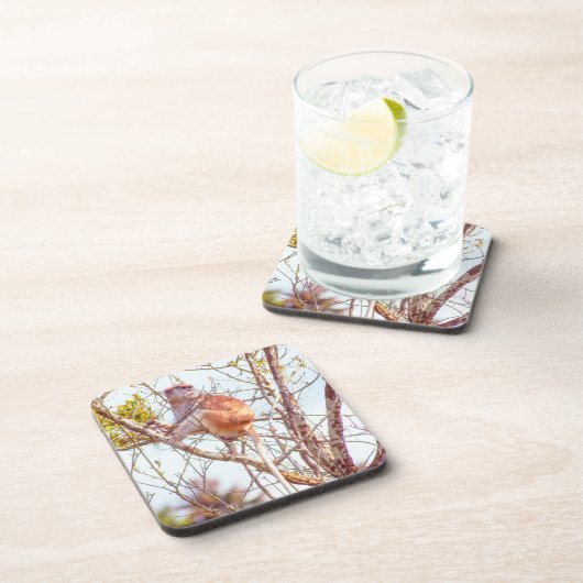 Patas ist Up a Tree Getränkeuntersetzer (Rechte Seite)