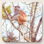 Patas ist Up a Tree Getränkeuntersetzer (Vorderseite)