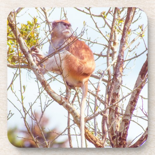 Patas ist Up a Tree Getränkeuntersetzer (Vorderseite)