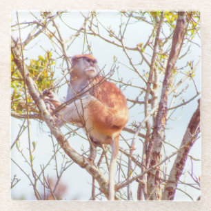 Patas ist Up a Tree Glasuntersetzer