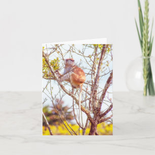 Patas ist Up a Tree Karte