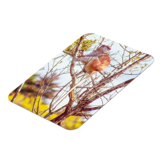 Patas ist Up a Tree Magnet (Linke Seite)