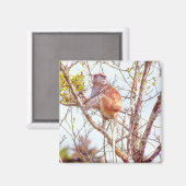 Patas ist Up a Tree Magnet (Vorderseite/Rückseite)