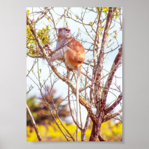 Patas ist Up a Tree Poster