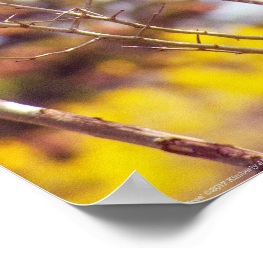 Patas ist Up a Tree Poster (Ecke)