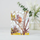 Patas ist Up a Tree Postkarte (Stehend Vorderseite)