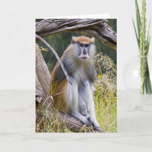 Patas Monkey Karte (Vorderseite)