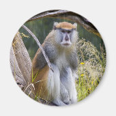 Patas Monkey Magnet (Vorne)