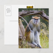 Patas Monkey Postkarte (Vorne/Hinten)