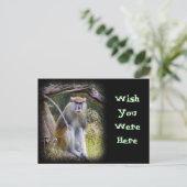 Patas Monkey Postkarte (Stehend Vorderseite)