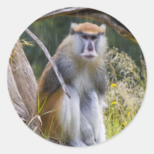 Patas Monkey Runder Aufkleber