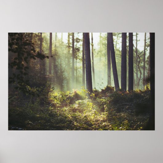 Patch of Underbrush in the Forest Poster (Vorne)