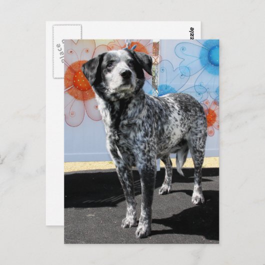 Patches - Blue Tick Pointer -1 Postkarte (Vorne/Hinten)
