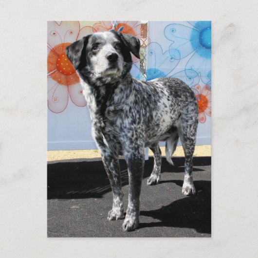 Patches - Blue Tick Pointer -1 Postkarte (Vorderseite)