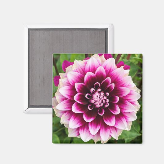 Patches Dahlia Magnet (Vorderseite/Rückseite)
