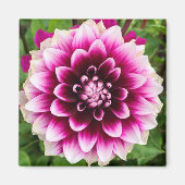 Patches Dahlia Magnet (Vorne)