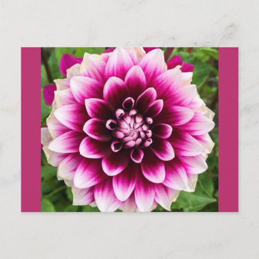 Patches Dahlia Postkarte (Vorderseite)