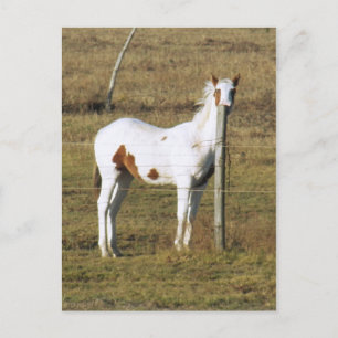 Patches Peeking von Leslie-Paprikaschoten Postkarte