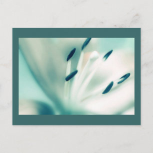 Patchouli Lily, Blume, Vorlage Postkarten Einladun