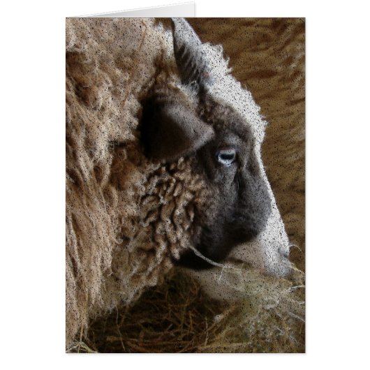 Patchwork Amy (Vorne)