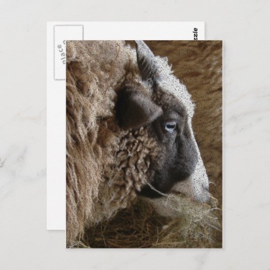 Patchwork Amy Postkarte (Vorne/Hinten)