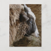 Patchwork Amy Postkarte (Vorderseite)