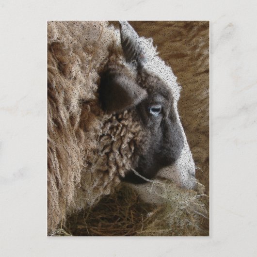 Patchwork Amy Postkarte (Vorderseite)