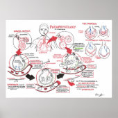 Pathophysiologie des Emphysemas Poster (Vorne)