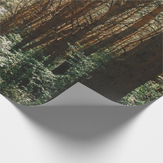 PATHWAY IM WALD GESCHENKPAPIER (Ecke)