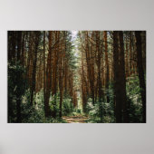 PATHWAY IM WALD POSTER (Vorne)