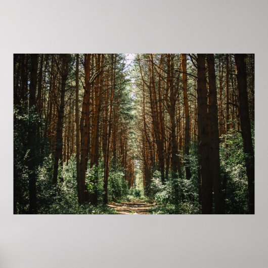 PATHWAY IM WALD POSTER (Vorne)