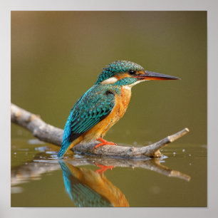 Patient Kingfisher on Branch - Riverbank Wildlife Poster