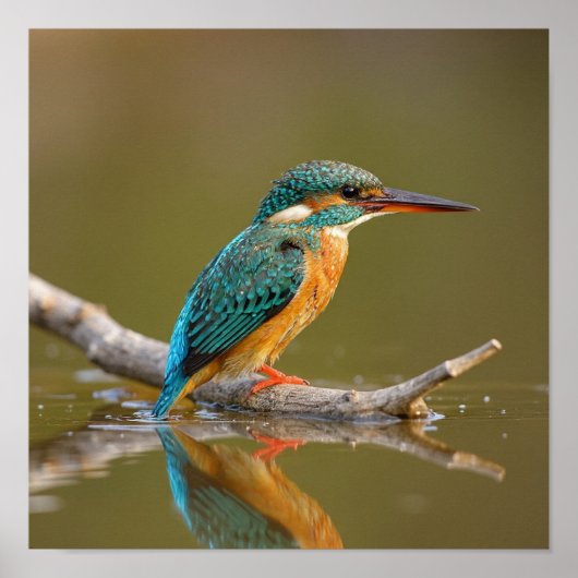 Patient Kingfisher on Branch - Riverbank Wildlife Poster (Vorne)