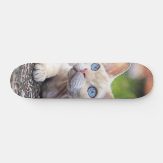 Patineta Gato Ojos Azules Devon Rex Skateboard (Horizontal)