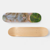 Patineta Gato Peludo Marrón Y Blanco Mirando Skateboard (Horizontal)